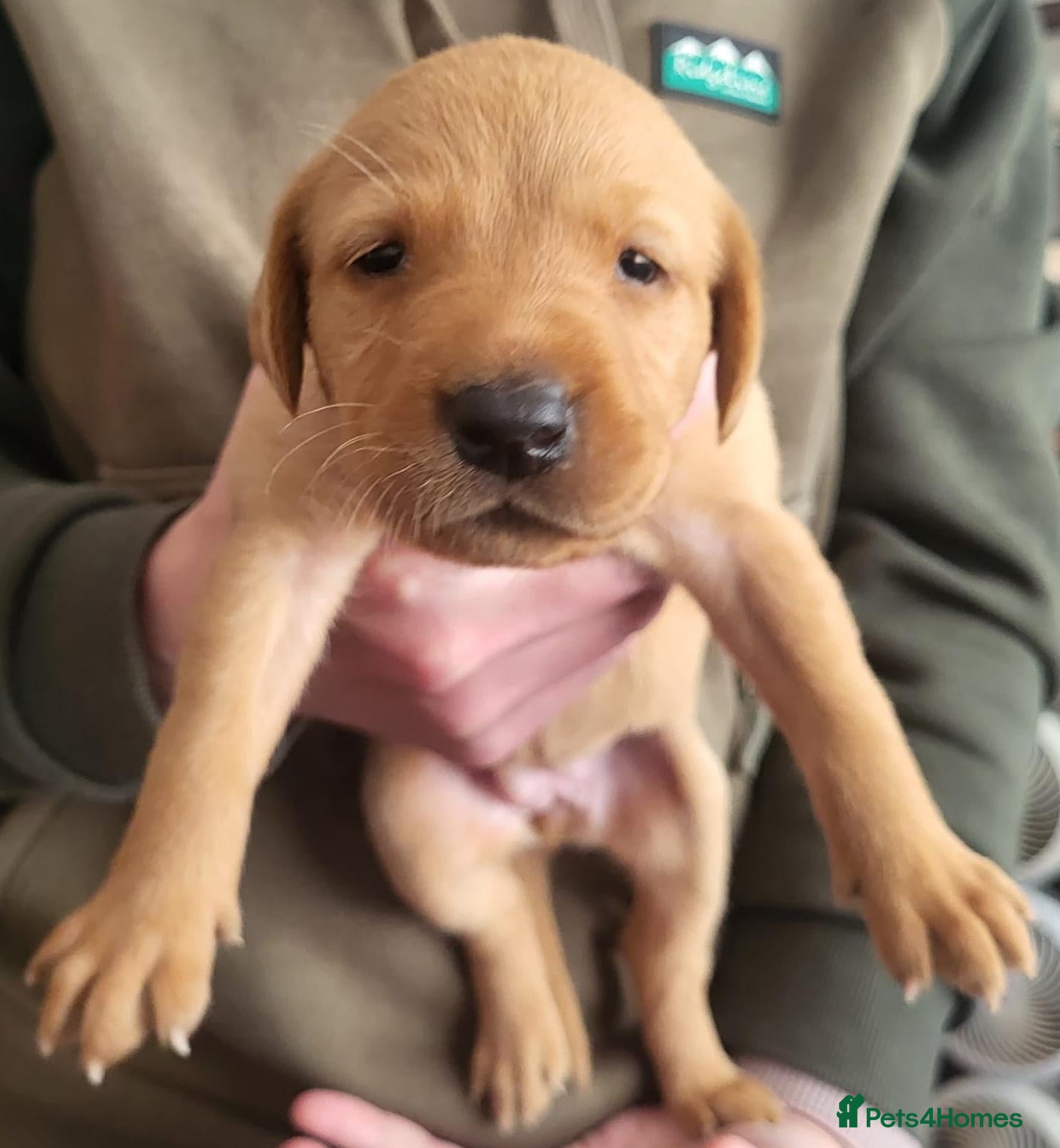 Labrador Retriever dogs Fox Red puppies kc reg working parents - Advert 2