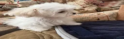 Maltese dogs for sale: MINIATURE MALTESE - Advert 3