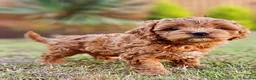 Cavapoo dogs for sale: Cavapoo puppies (toy)DNA CLEAR - Advert 17
