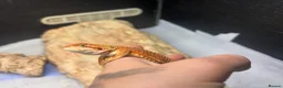 Bearded Dragon reptiles for sale: Hypo G-stripe red monster bearded dragon  - Advert 4
