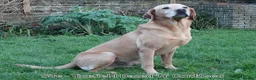 Labrador Retriever dogs for sale: Beautiful KC Labrador Puppies waiting list - Advert 3