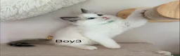 Ragdoll cats for sale: Beautiful Ragdoll kittens from European lines - Advert 14