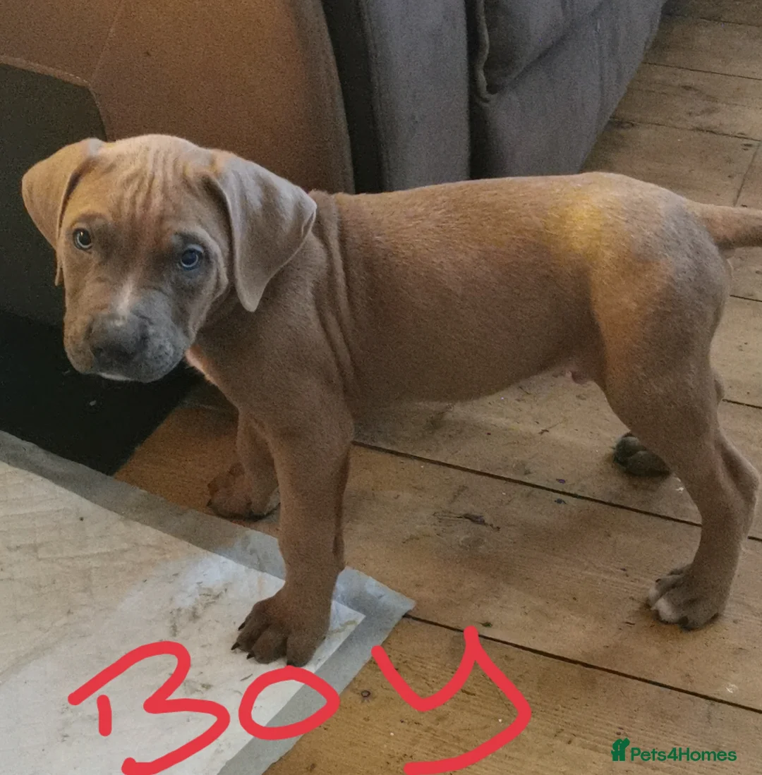Cane Corso dogs for sale: Cane corso puppies - Advert 6