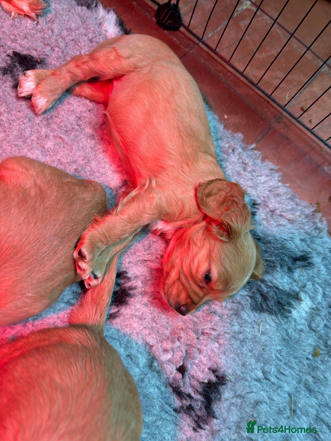 Cocker Spaniel dogs for sale: Golden Cocker spaniel puppies working bred  - Advert 13