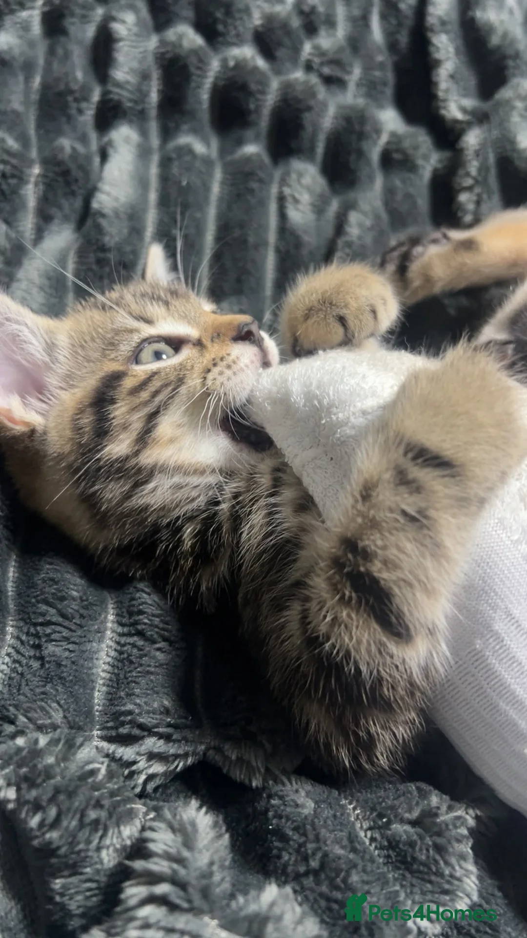 Mixed Breed cats for sale: Brown Tabby Kitten | 🫶🏽 - Advert 2
