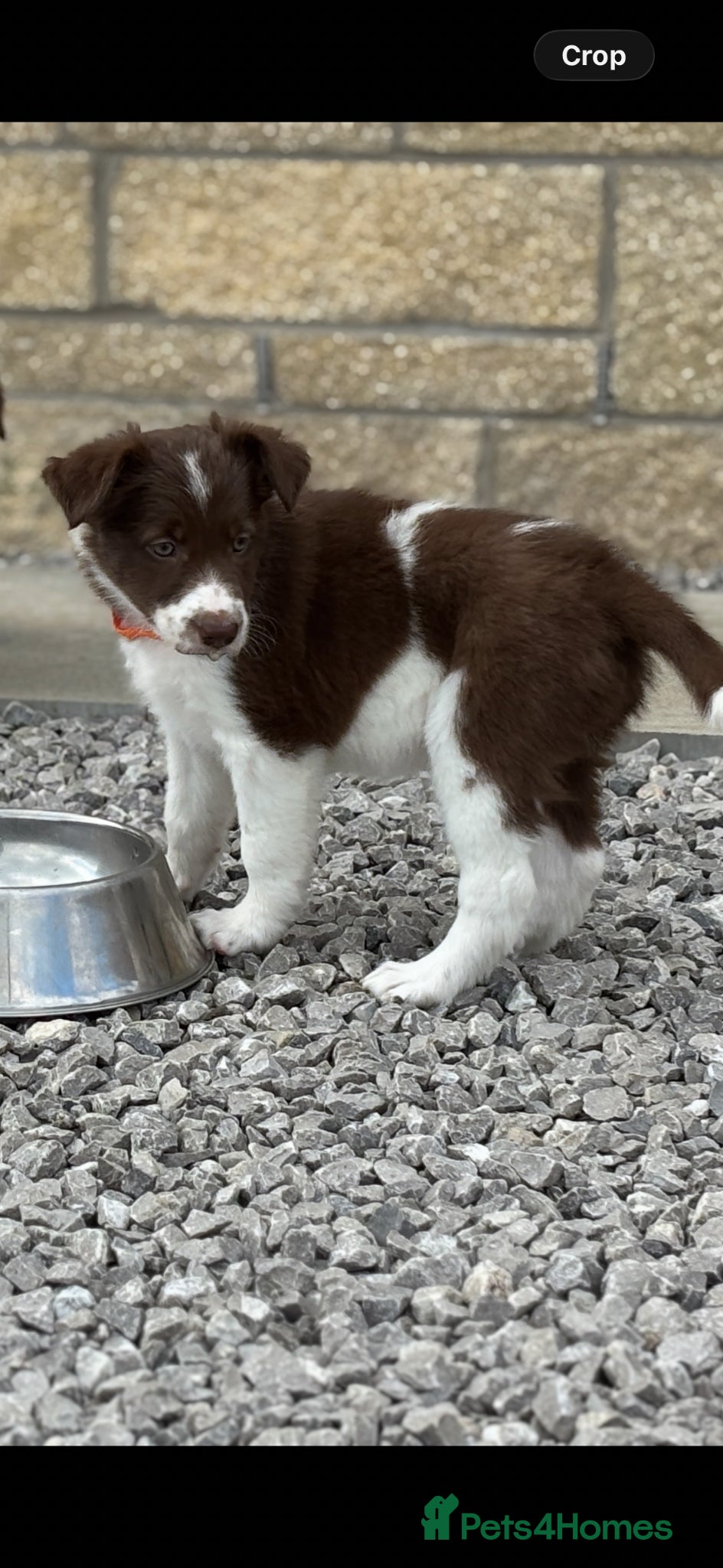 Border Collie dogs Exceptional Border collie puppy  - Advert 3