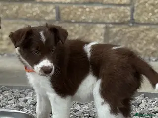 Border Collie dogs Exceptional Border collie puppy - Advert 15
