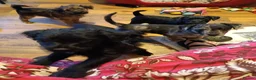 Mixed Breed dogs for sale: Beautiful terrier pups ready for their new home  in Sutton-in-Ashfield - Advert 19