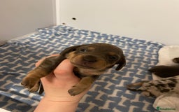 Miniature Dachshund dogs for sale: Miniature dachshund pups  - Image 5