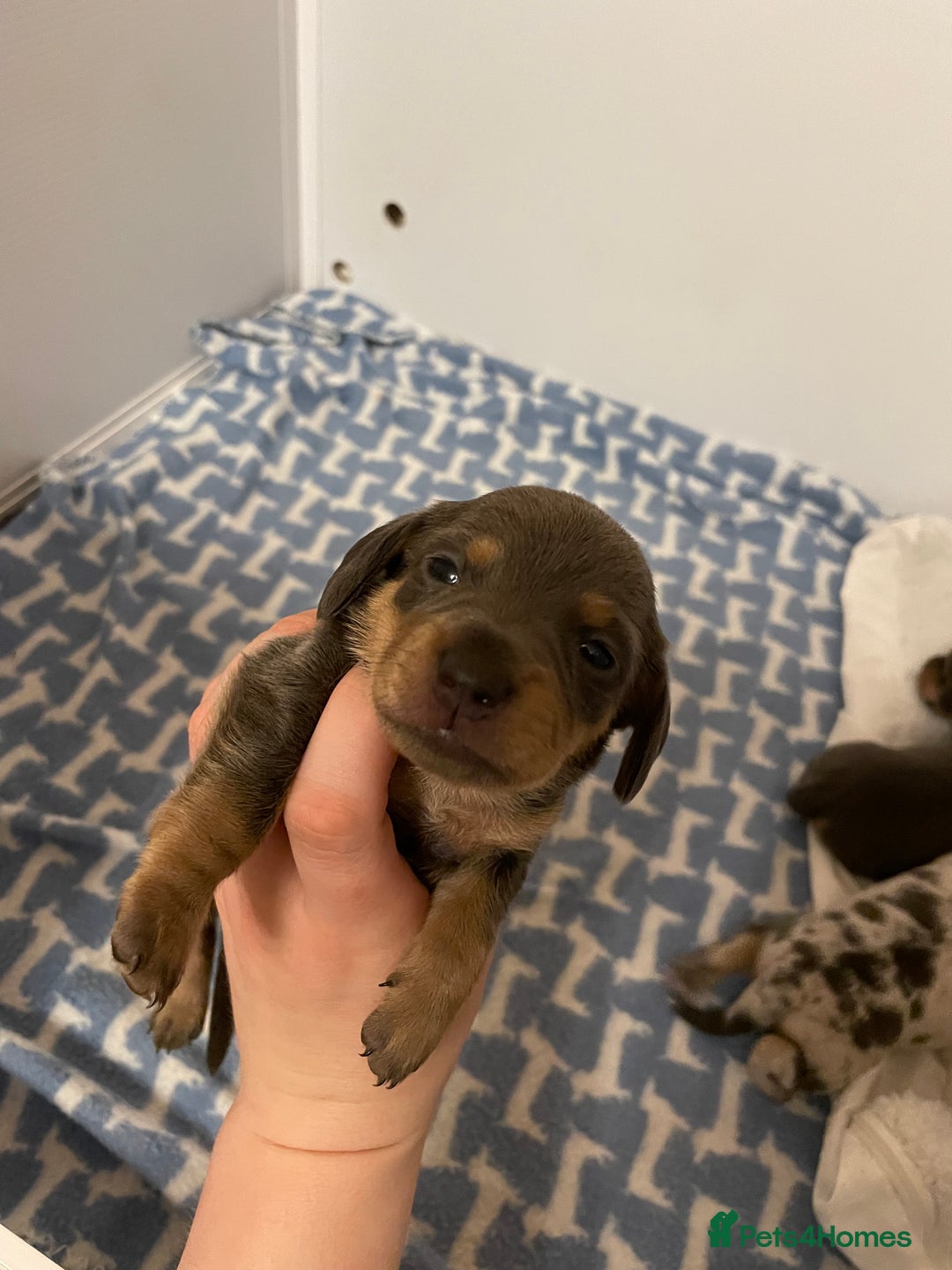 Miniature Dachshund dogs for sale: Miniature dachshund pups  - Image 5