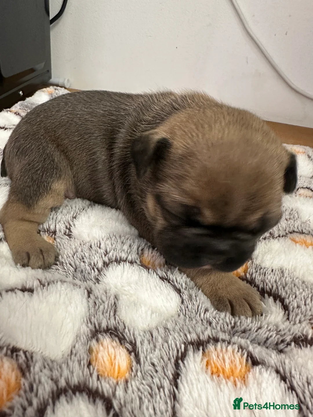 French Bulldog dogs for sale: Beautiful litter of 8 - Advert 2