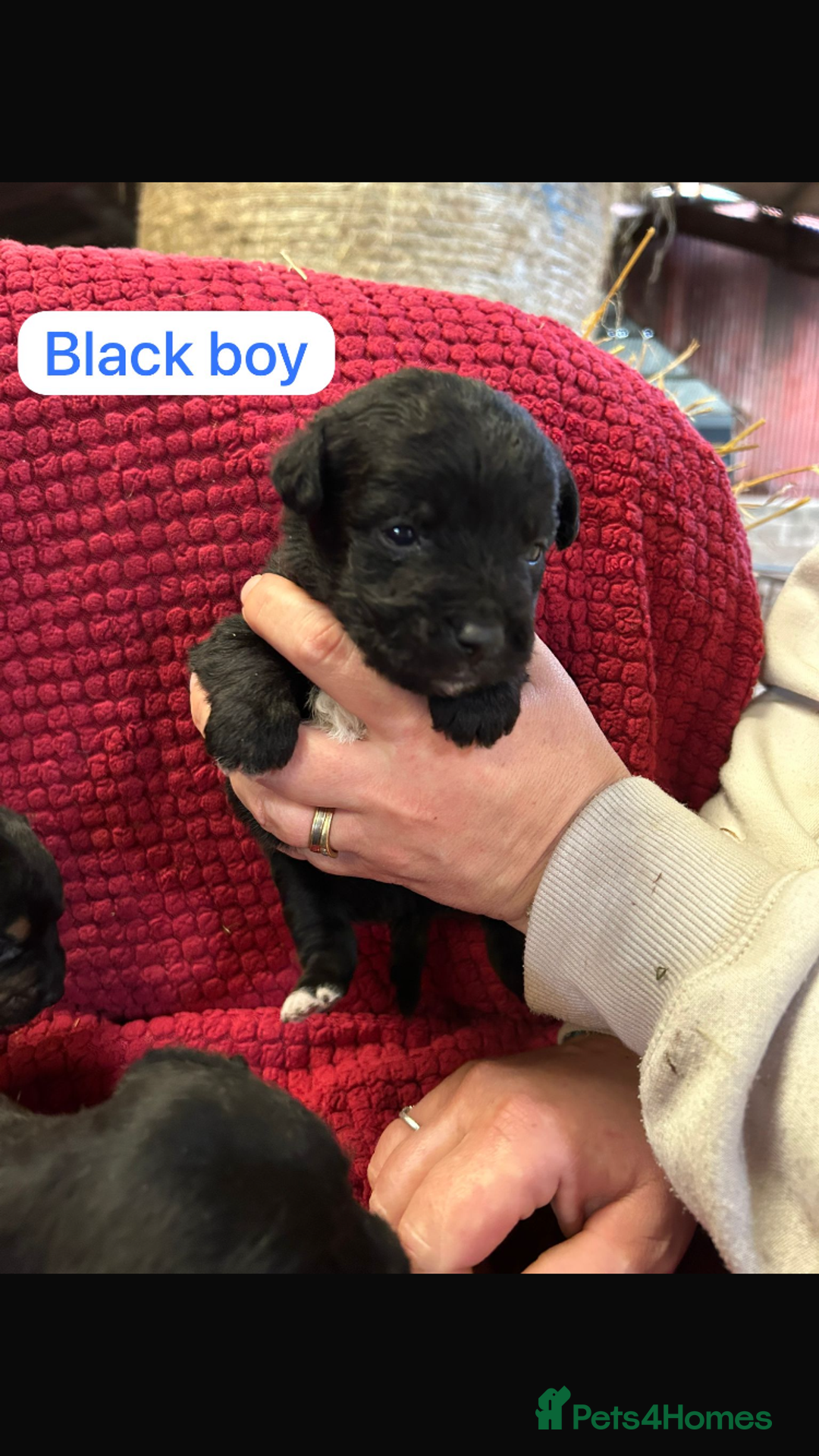 Patterdale Terrier dogs for sale: Quality Patterdale Terrier Puppies  - Advert 2