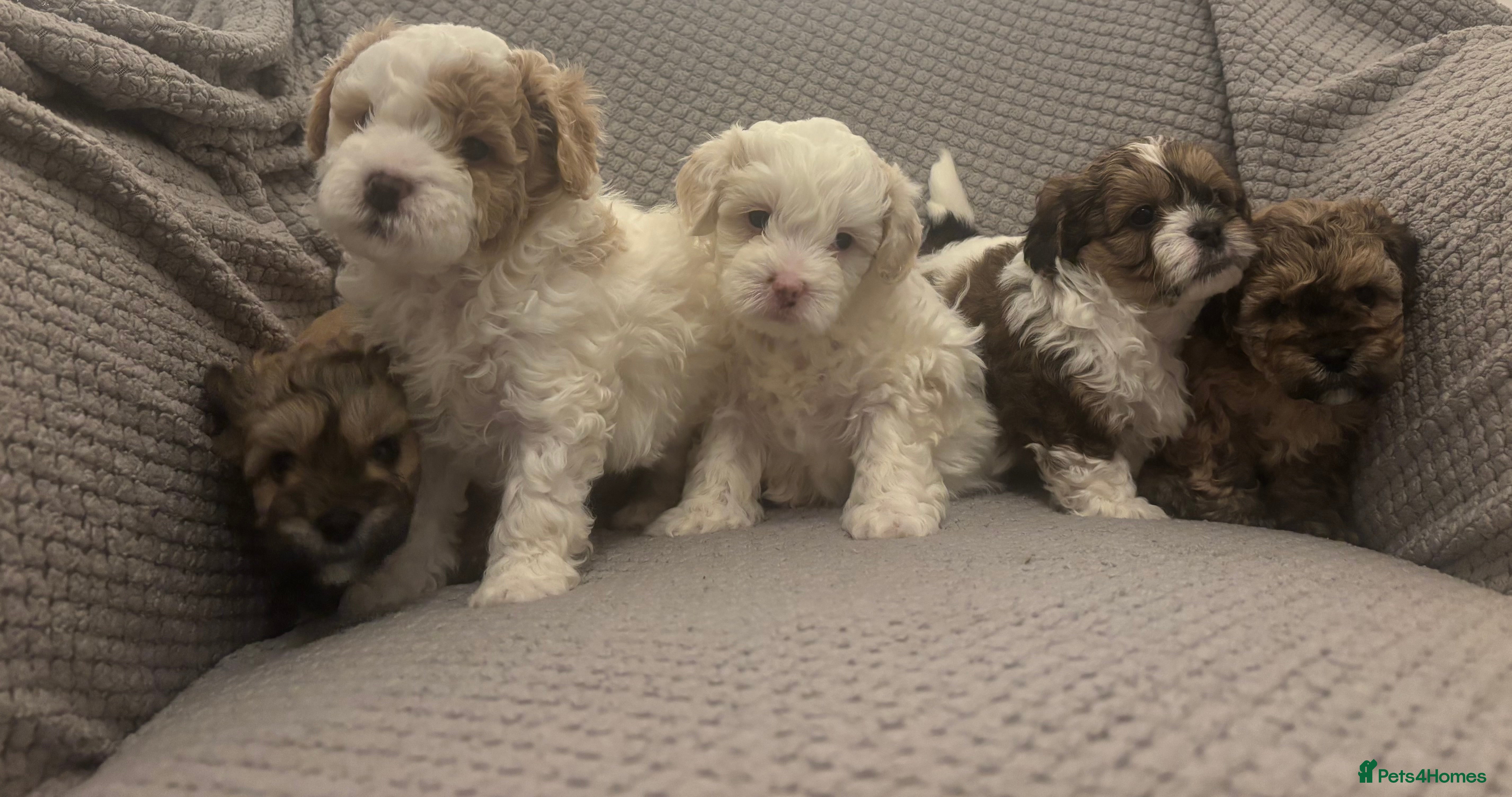 Maltipoo dogs MALTIPOO PUPPIES - Advert 2