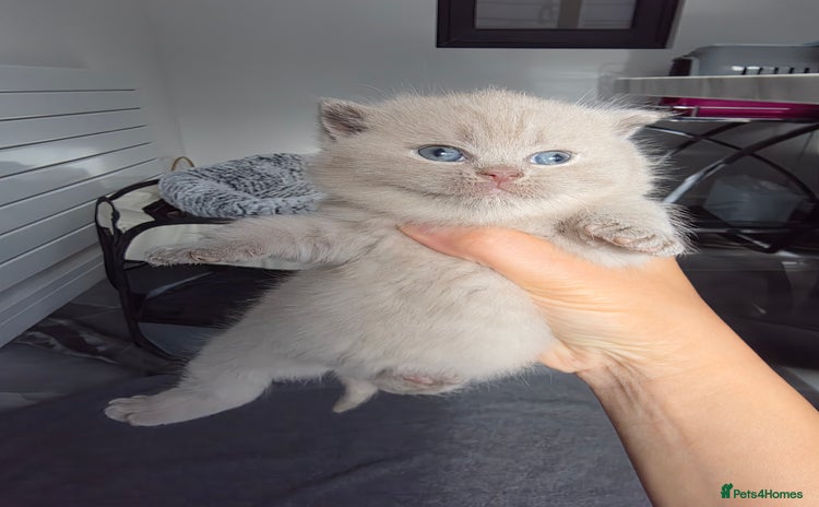 British Shorthair cats - Advert 6