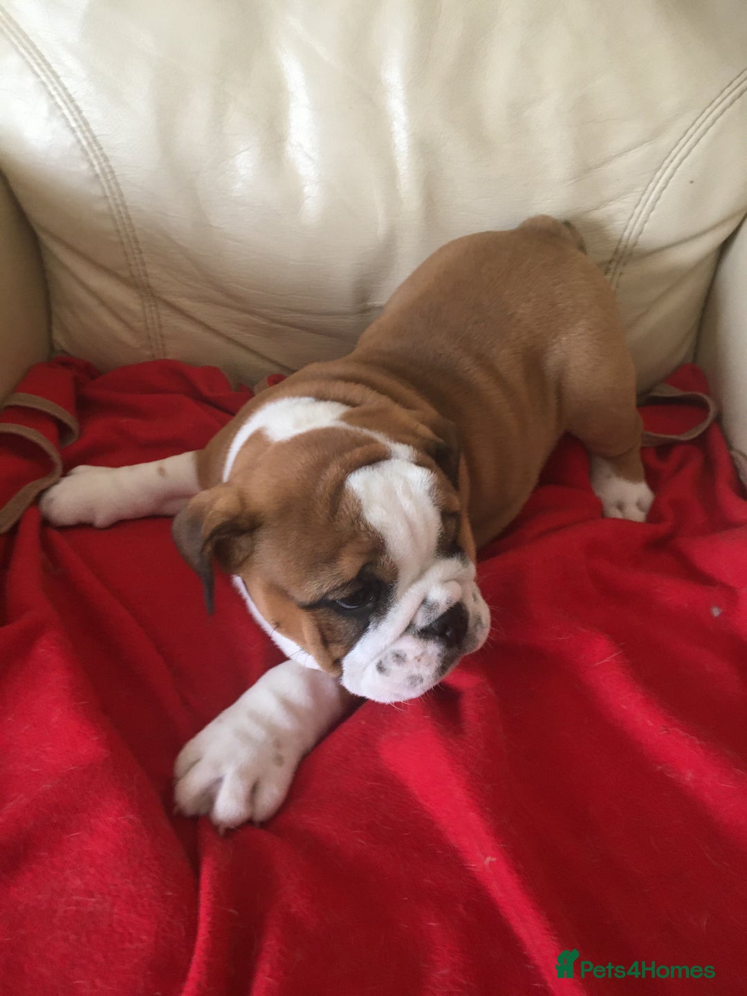English Bulldog dogs for sale: Nine stunning bulldogs - Image 5