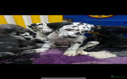 Great Dane dogs for sale: READY NOW PURE BRED GREAT DANE PUPPIES FOR SALE - Image 13