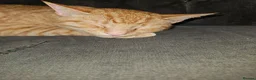 Domestic Shorthair cats for sale: 3 cats need rehoming asap  - Advert 5