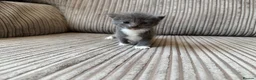 Mixed Breed cats for sale: Half ragdoll kittens  - Advert 13