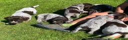 German Wirehaired Pointer dogs for sale: KC Registered German Wirehaired Pointer Puppies - Advert 6