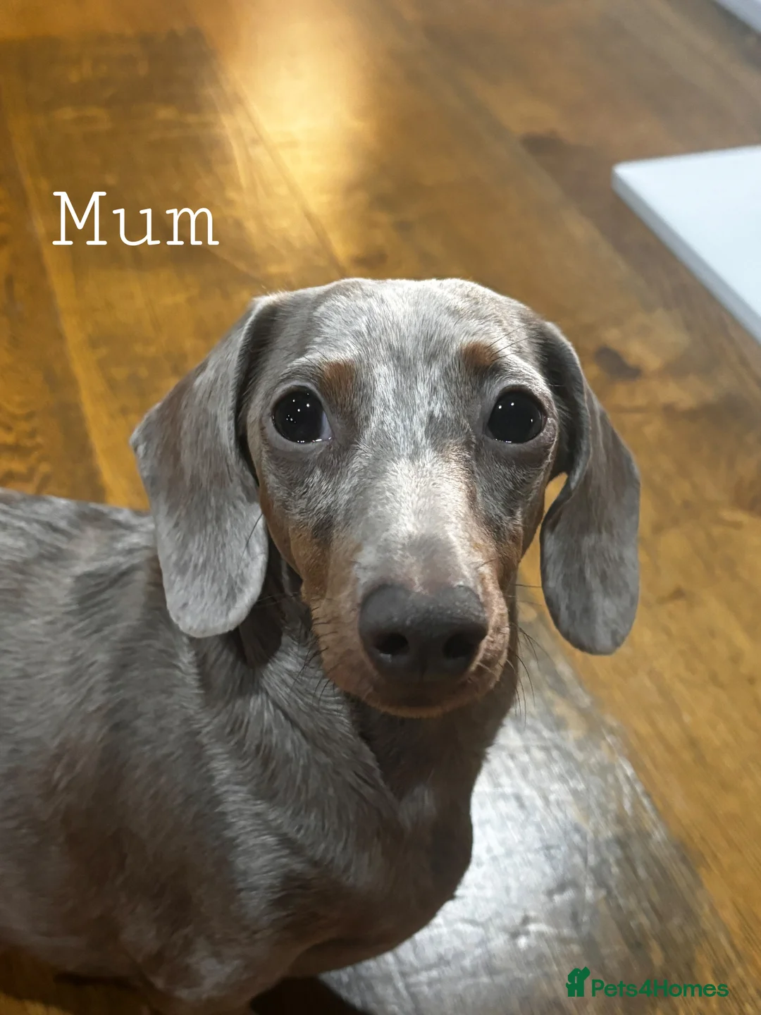 Miniature Dachshund dogs for sale: Beautiful Miniature Dachshunds Puppies🐾❤️ in Mansfield - Advert 2