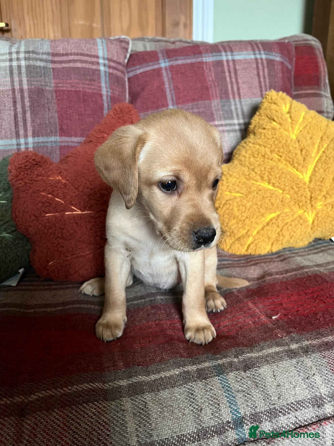 Labrador Retriever dogs for sale: Stunning Litter of Top Class Labrador Puppies - Image 3