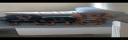 Cavalier King Charles Spaniel dogs for sale: King charles cavalier puppy - Advert 11