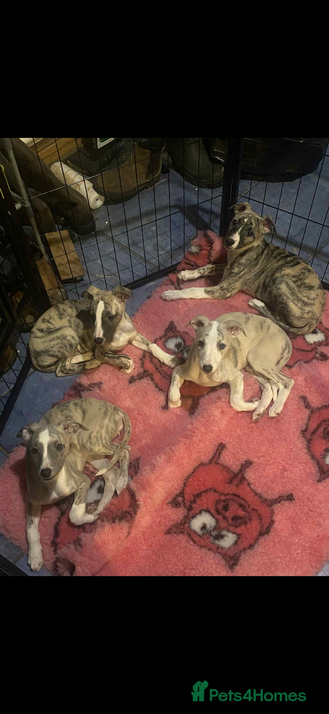 Whippet dogs for sale: Stunning kc registered whippet pups  - Advert 9