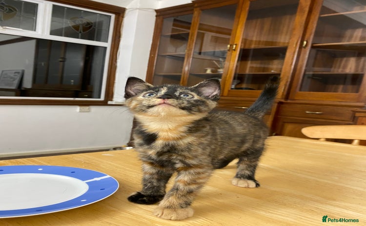 Mixed Breed cats - Advert 2