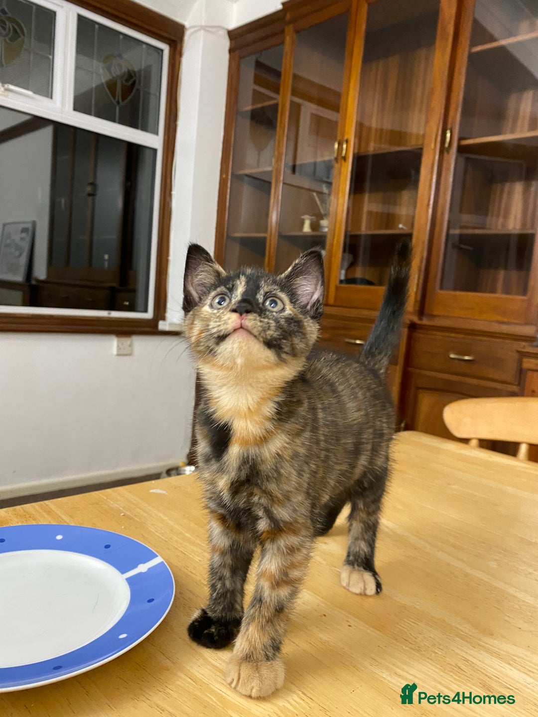 Mixed Breed cats for sale: One tortoiseshell female left, ready now  - Advert 1