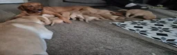 Labrador Retriever dogs for sale: Pedigree fox red/yellow labrador puppies  - Advert 6