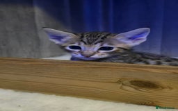 Savannah cats for sale: TICA Registered F8 savannah kittens  - Image 23