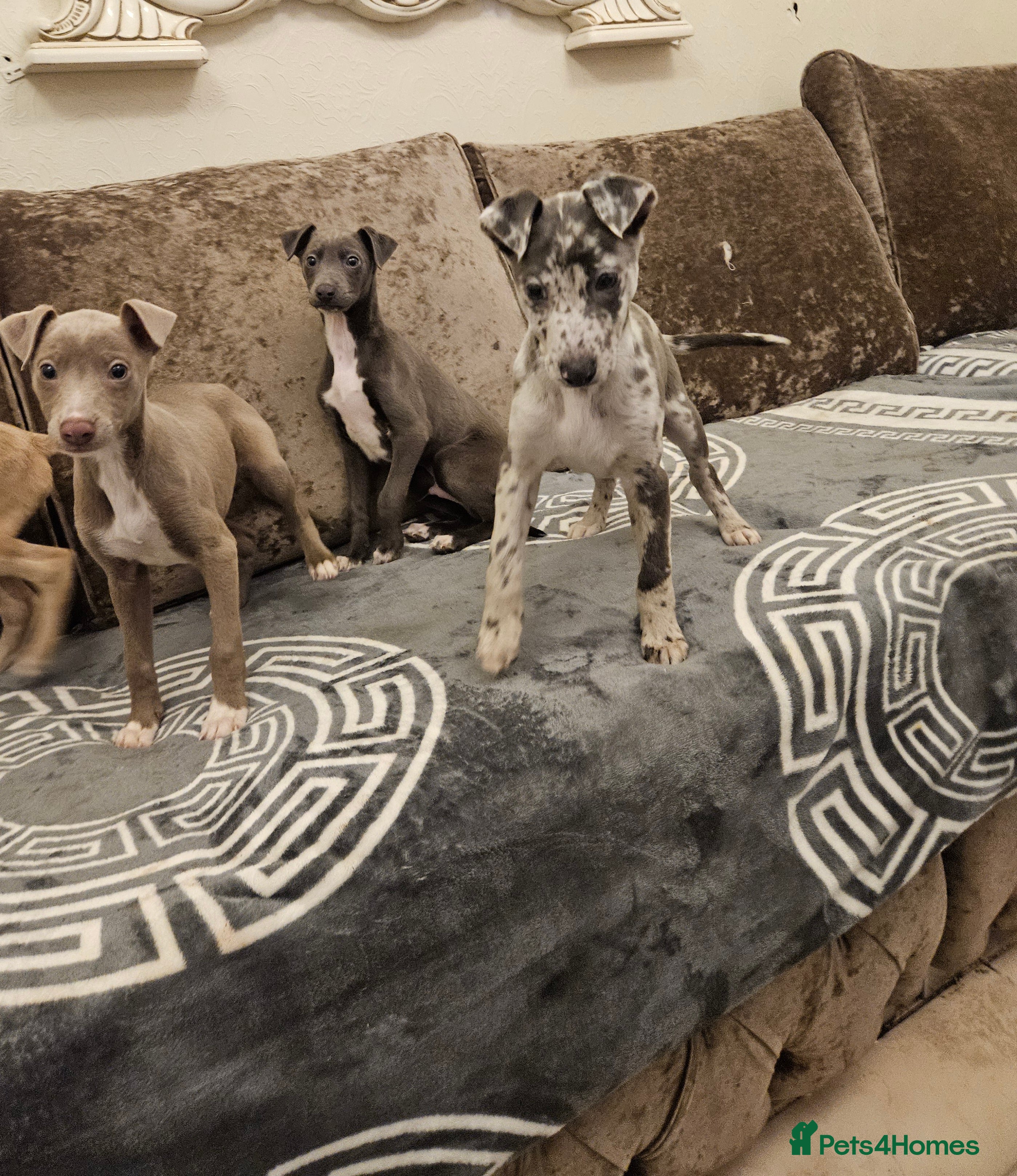 Whippet dogs  Beautiful dapple Whippets puppies  - Advert 1