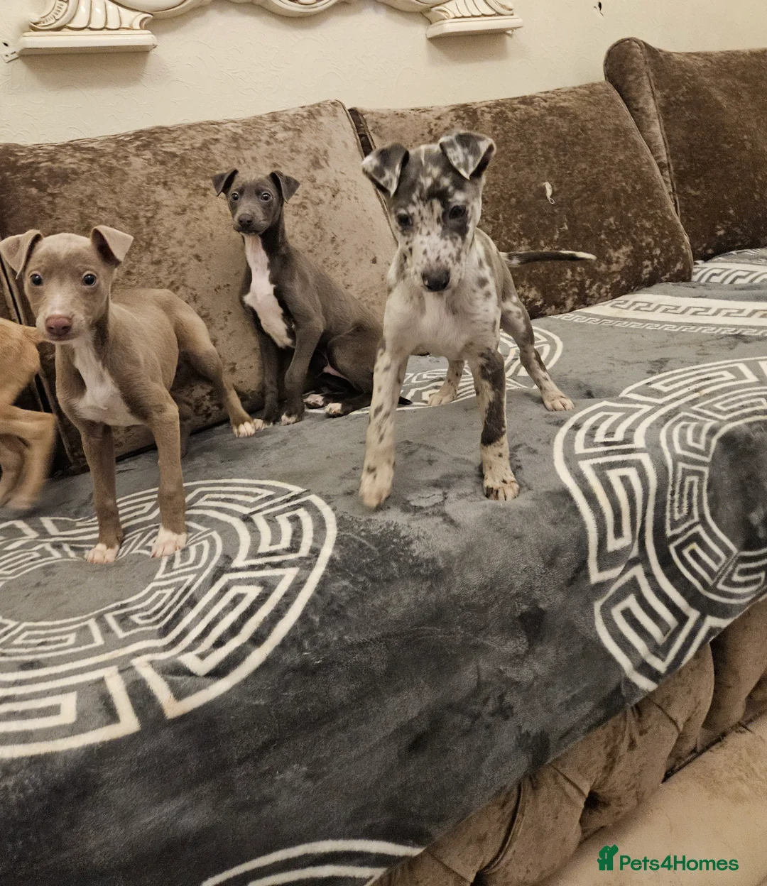 Whippet dogs for sale:  Beautiful dapple Whippets puppies  - Advert 1