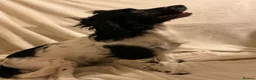 English Springer Spaniel dogs for sale: English springer spaniel puppies  - Advert 8