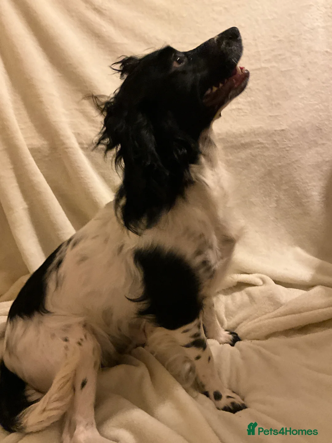 English Springer Spaniel dogs for sale: English springer spaniel puppies  - Advert 8