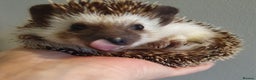 Pygmy Hedgehog rodents for sale: African pygmy hedgehogs - Advert 1