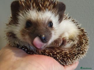 Pygmy Hedgehog rodents African pygmy hedgehogs - Advert 2