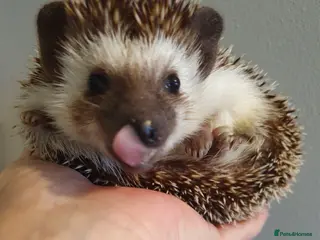 Pygmy Hedgehog rodents African pygmy hedgehogs - Advert 1
