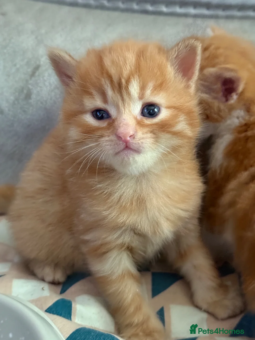 Mixed Breed cats for sale: Gorgeous kittens for perfect home  - Advert 5
