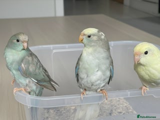 Parakeets birds Hand-reared Kakariki Chicks - Advert 7