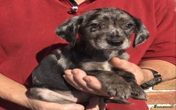 Cockerdor dogs for sale: AMAZING COCKERDOR/COCKADOR PUPPIES - Image 17