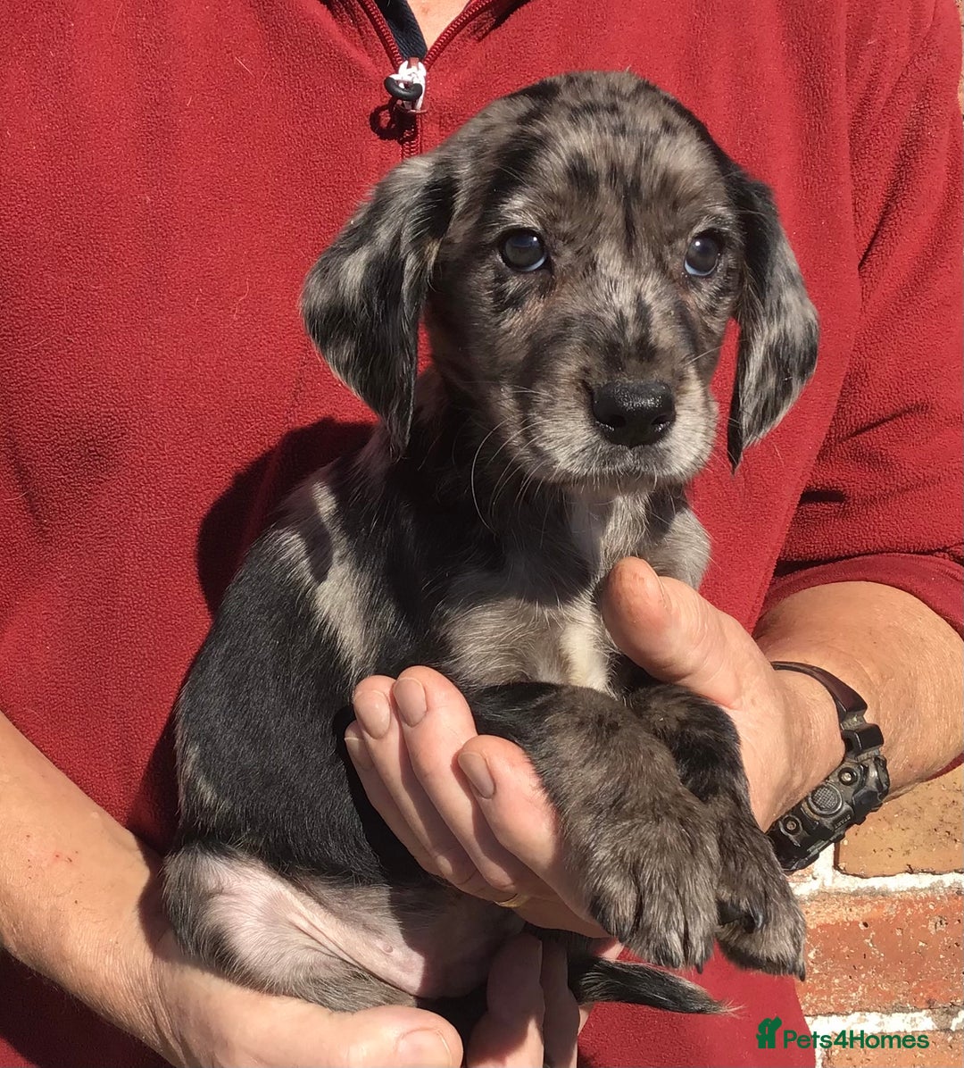 Cockerdor dogs for sale: AMAZING COCKERDOR/COCKADOR PUPPIES - Image 17