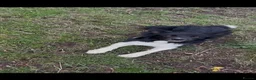 Border Collie dogs for sale: Border Collie - Advert 2
