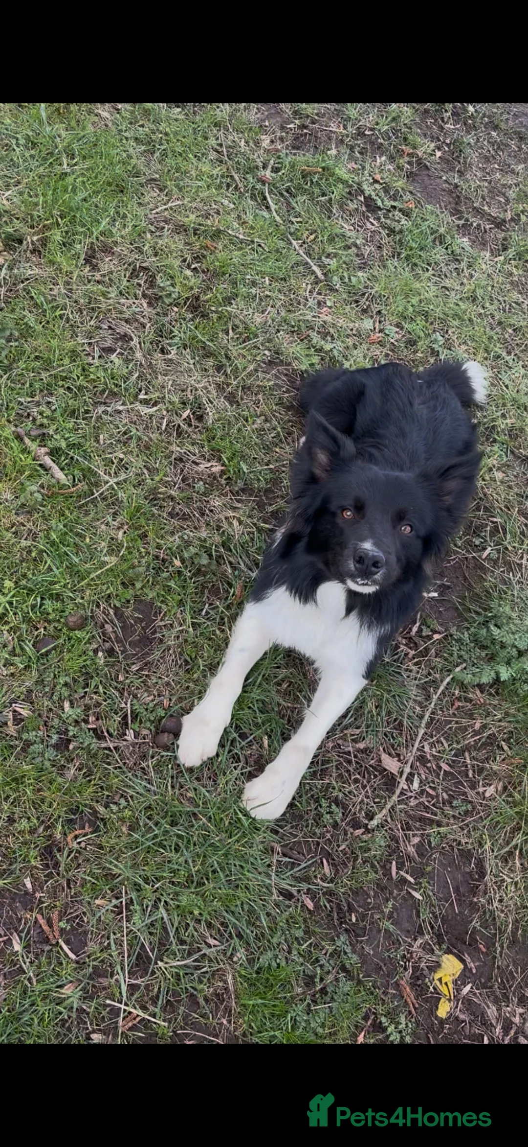 Border Collie dogs for sale: Border Collie - Advert 2
