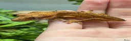 Gecko reptiles for sale: CB25 Crested Geckos | Dalmatian & Lily White  - Advert 12