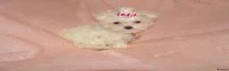 Maltese dogs for sale: ****Exquisite KC Registered Maltese Boy Puppy****  - Advert 7