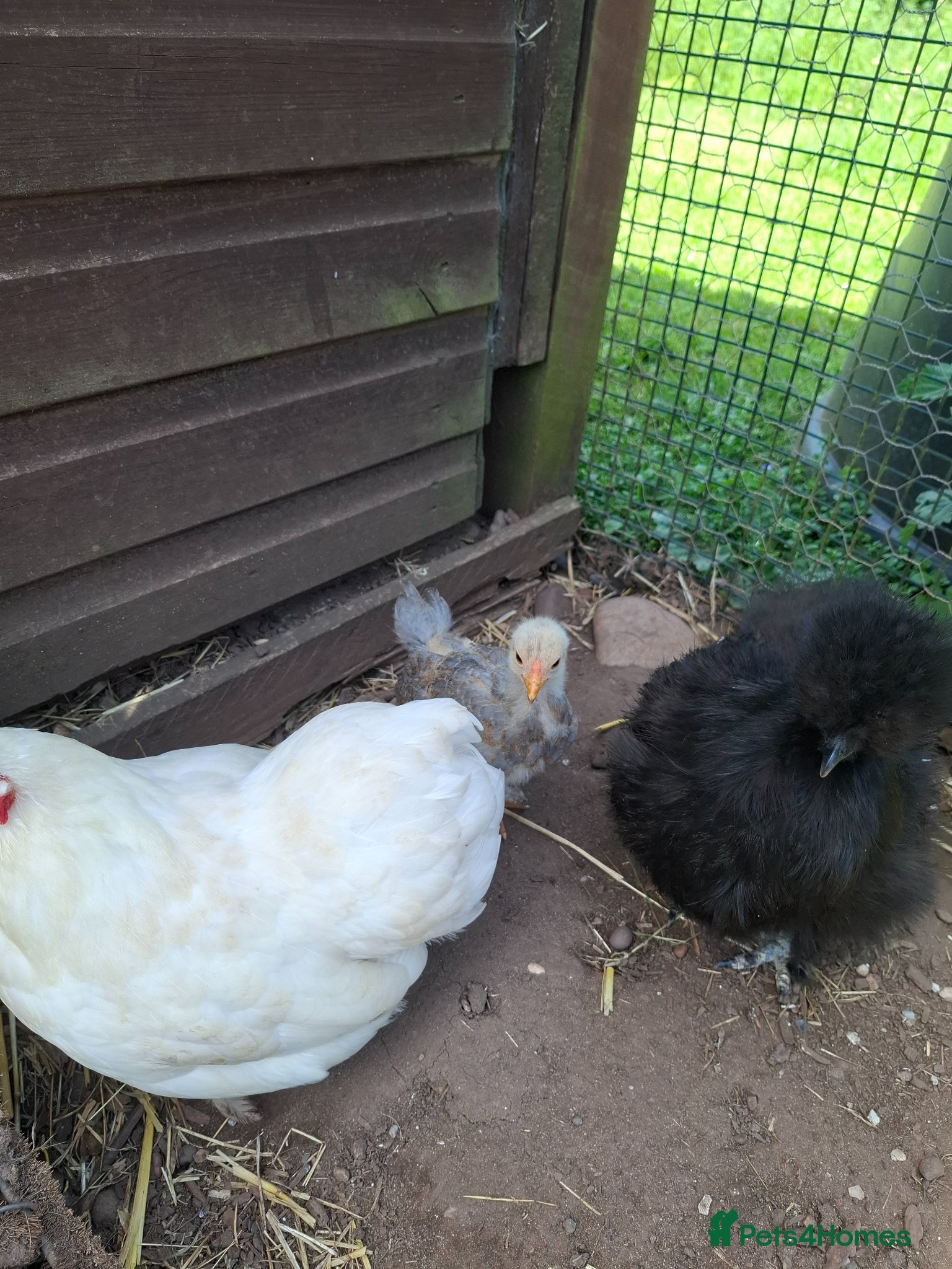 Chickens poultry Bahama chick's & pilkie chick's  - Advert 1