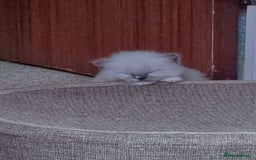 Mixed Breed cats for sale: 🎊RESERVED🎊💖Pure Blue-point mitted Ragdoll ♀️💖 - Image 3