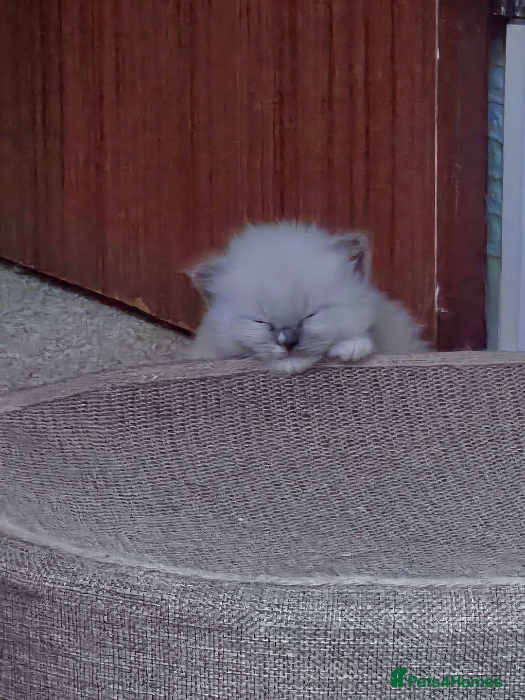 Mixed Breed cats for sale: 🎊RESERVED🎊💖Pure Blue-point mitted Ragdoll ♀️💖 - Image 3