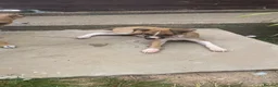 Italian Greyhound dogs for sale: Italian greyhounds in Doncaster - Advert 5
